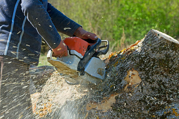 Best Hazardous Tree Removal  in , NC